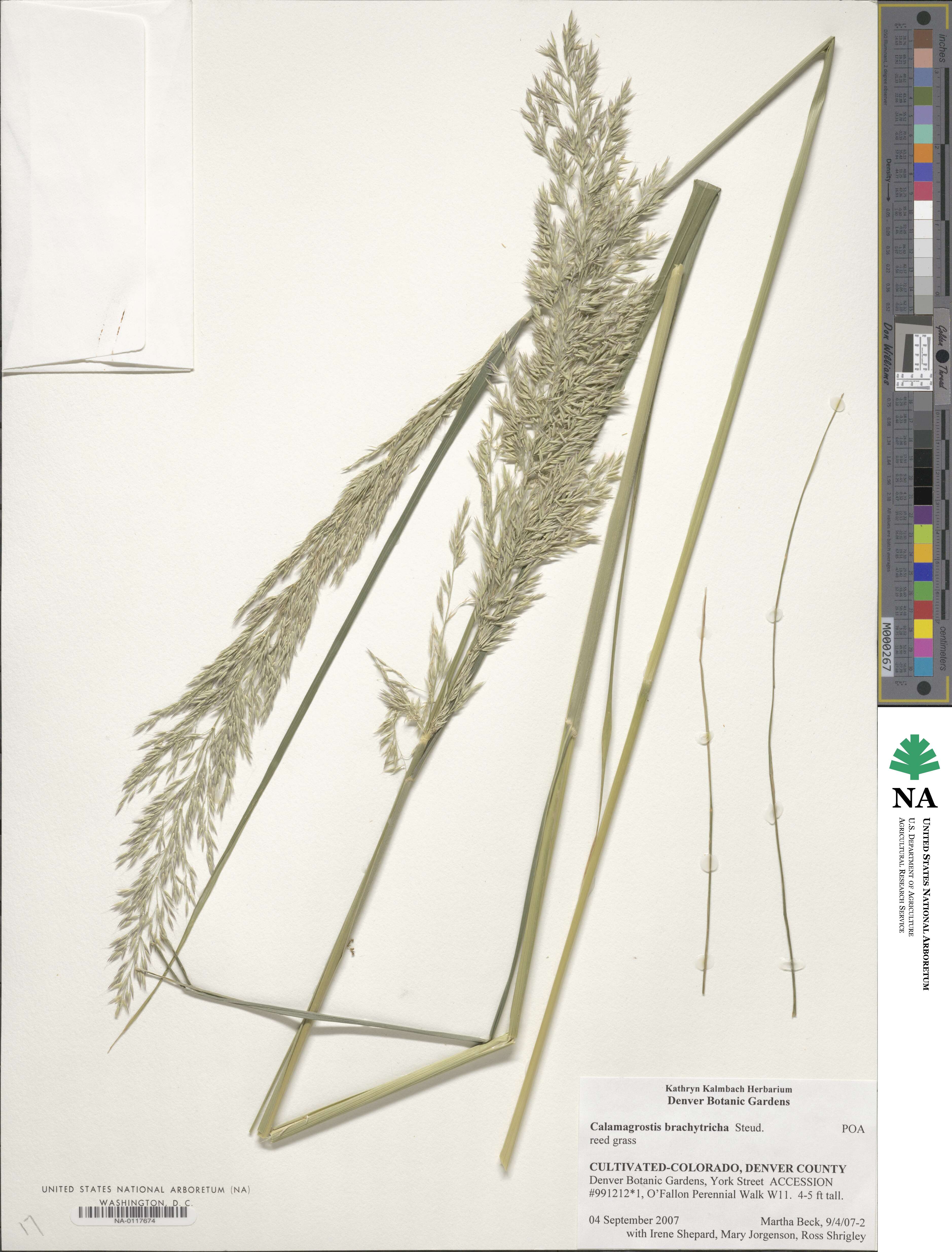 Calamagrostis arundinacea image