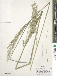 Calamagrostis arundinacea image