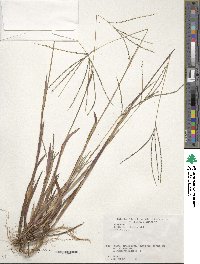 Digitaria violascens image