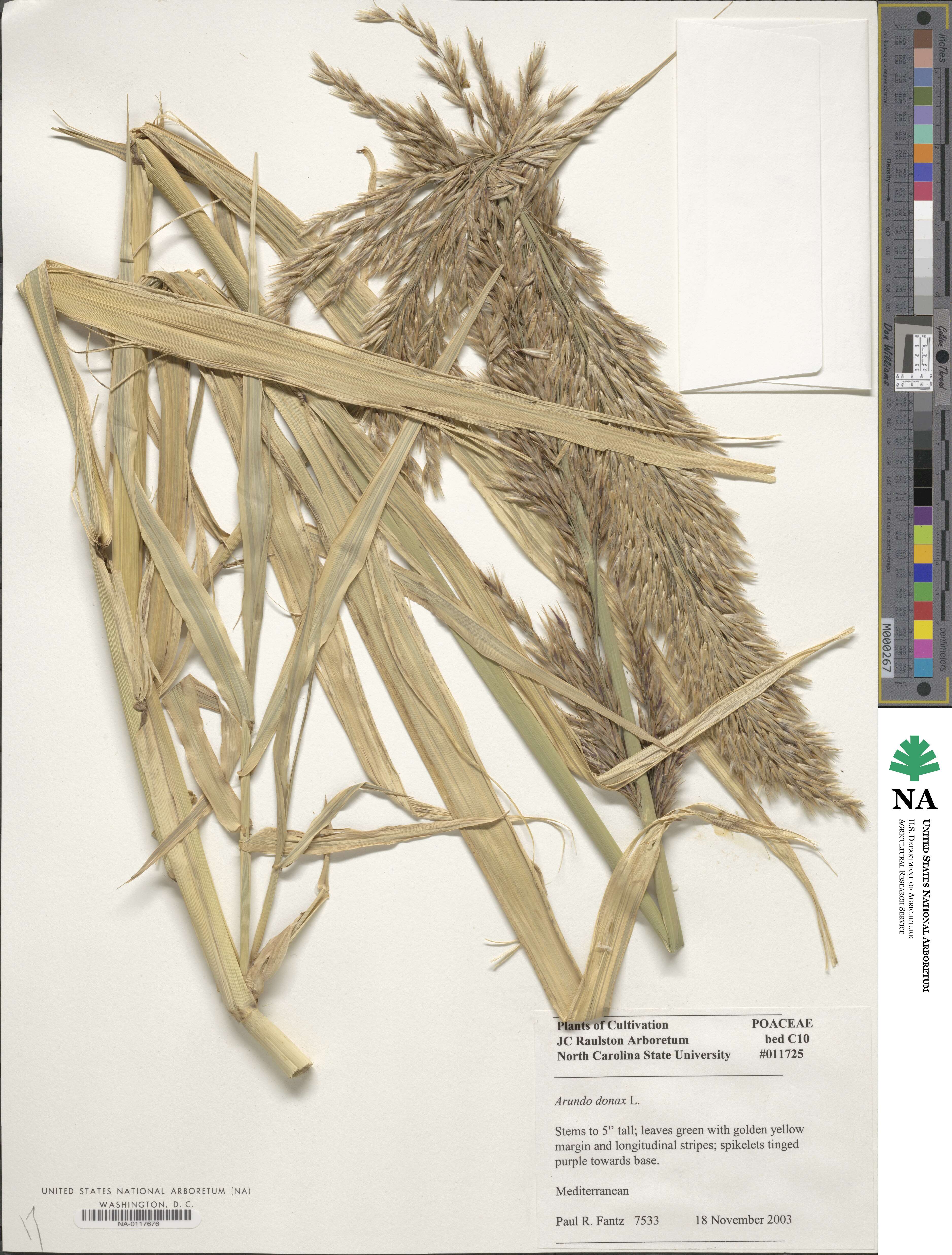 Arundo donax image
