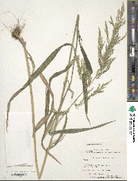 Cinna arundinacea image