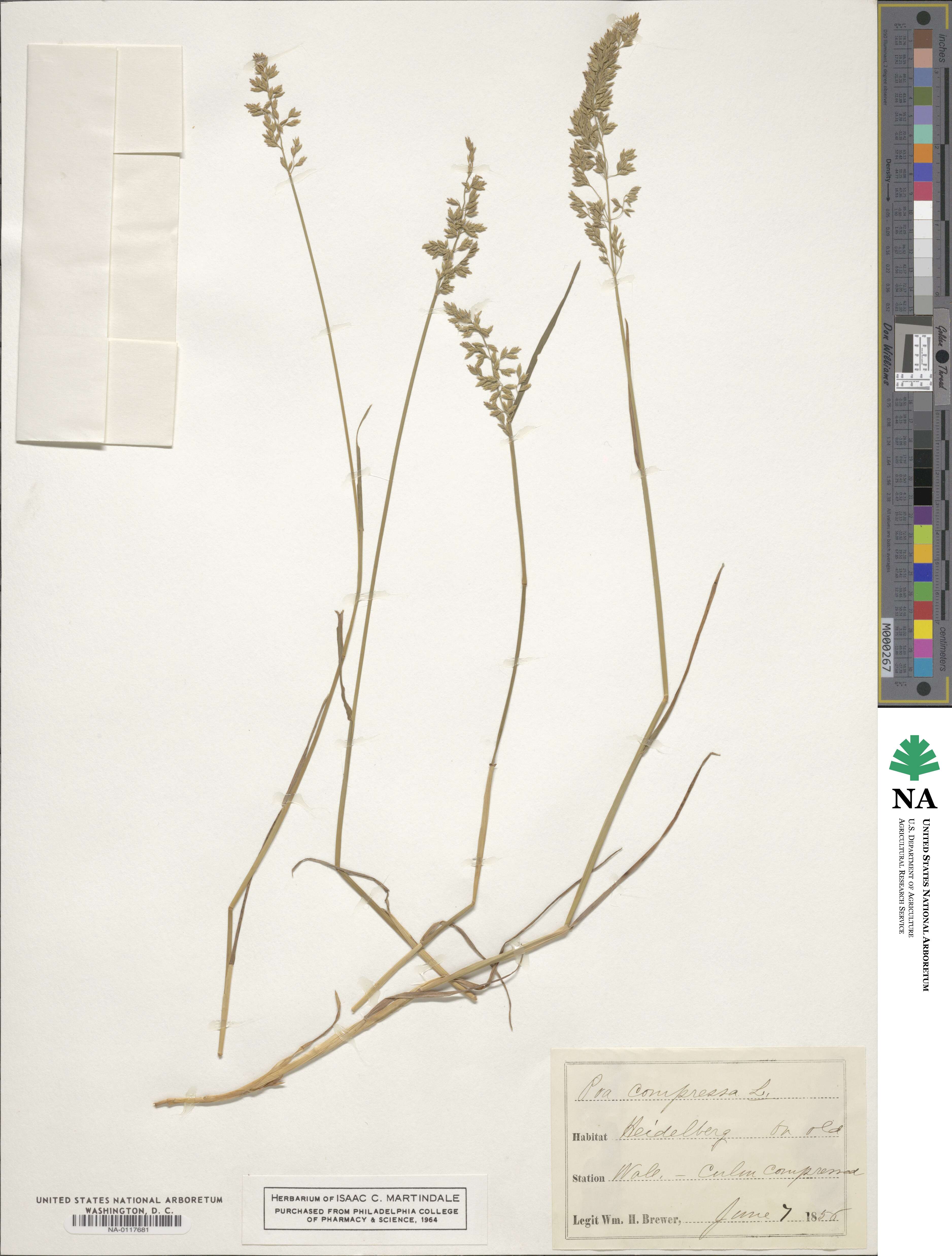Poa compressa image
