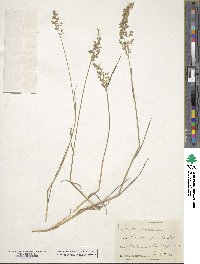 Poa compressa image