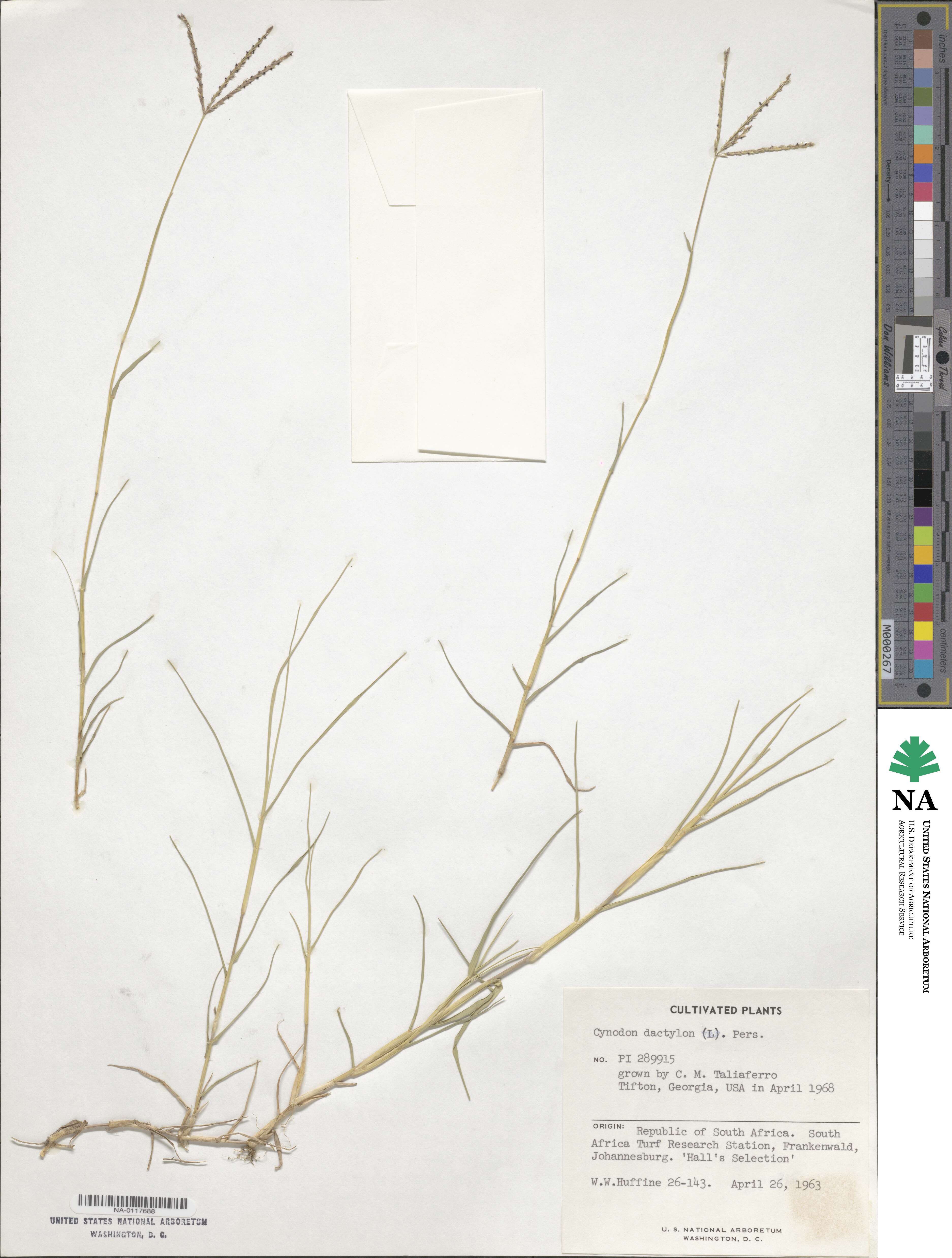 Cynodon dactylon image