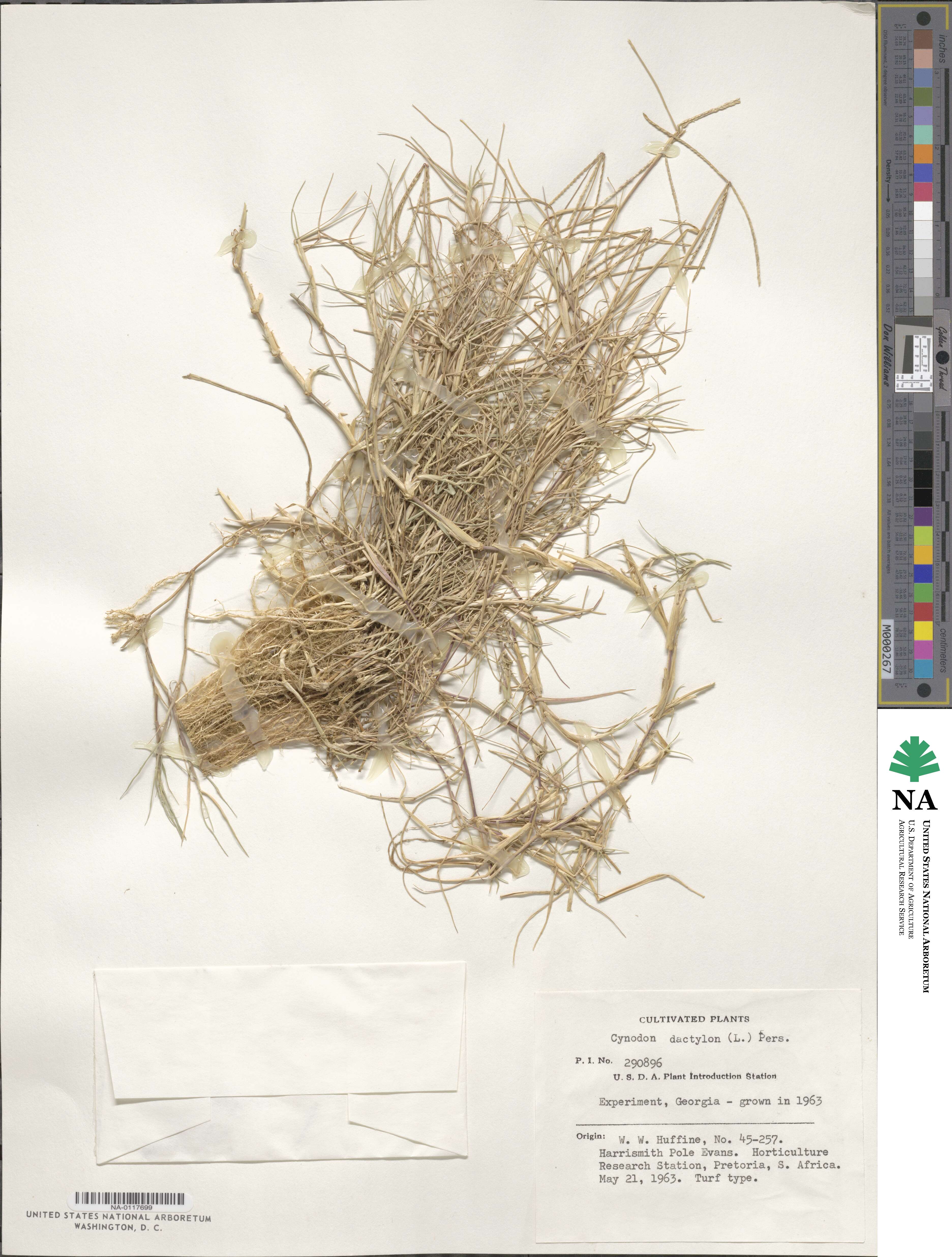 Cynodon dactylon image