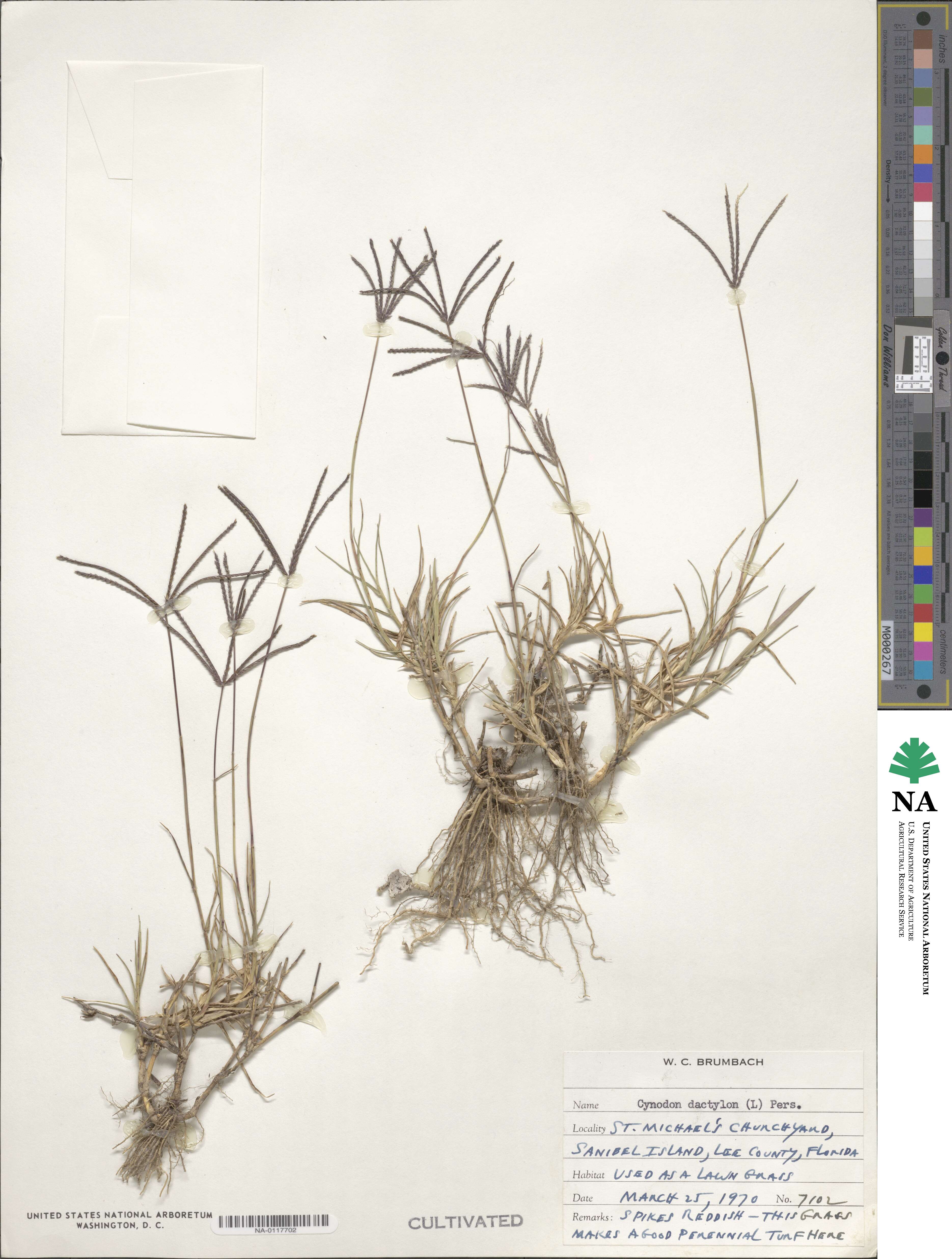 Cynodon dactylon image