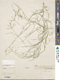 Cynodon dactylon image