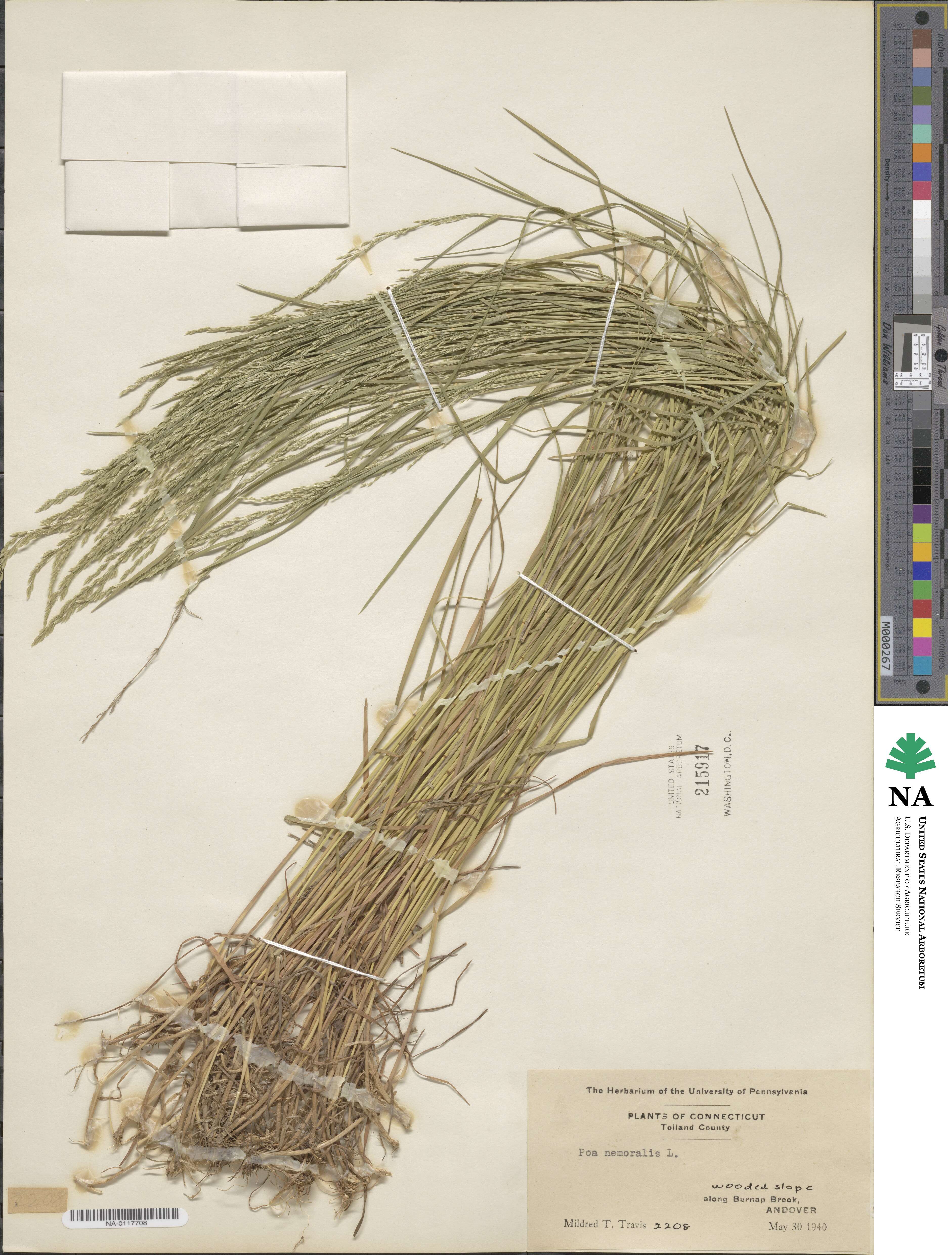 Poa nemoralis image