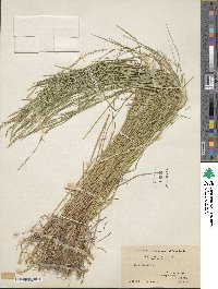 Poa nemoralis image