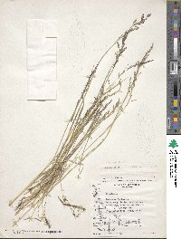 Poa nemoralis image