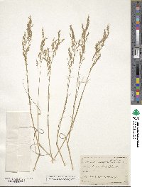 Poa nemoralis image