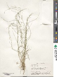 Poa nemoralis image