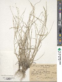 Poa nemoralis image