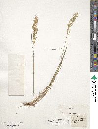 Poa nemoralis image