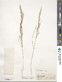 Poa nemoralis image