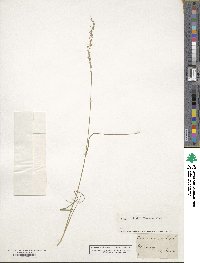 Poa nemoralis image