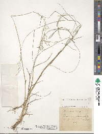 Poa nemoralis image