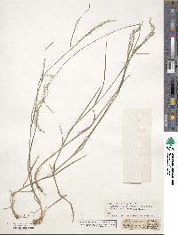 Poa nemoralis image