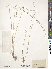 Poa nemoralis image