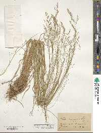 Poa nemoralis image