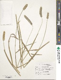 Alopecurus arundinaceus image