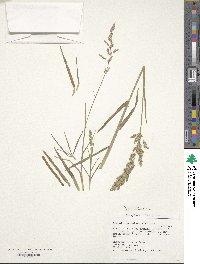 Poa pratensis image