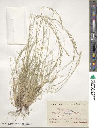 Festuca ovina image