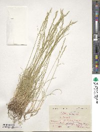 Festuca ovina image