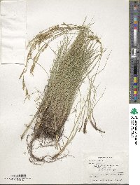 Festuca ovina image