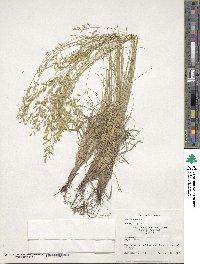 Festuca ovina image