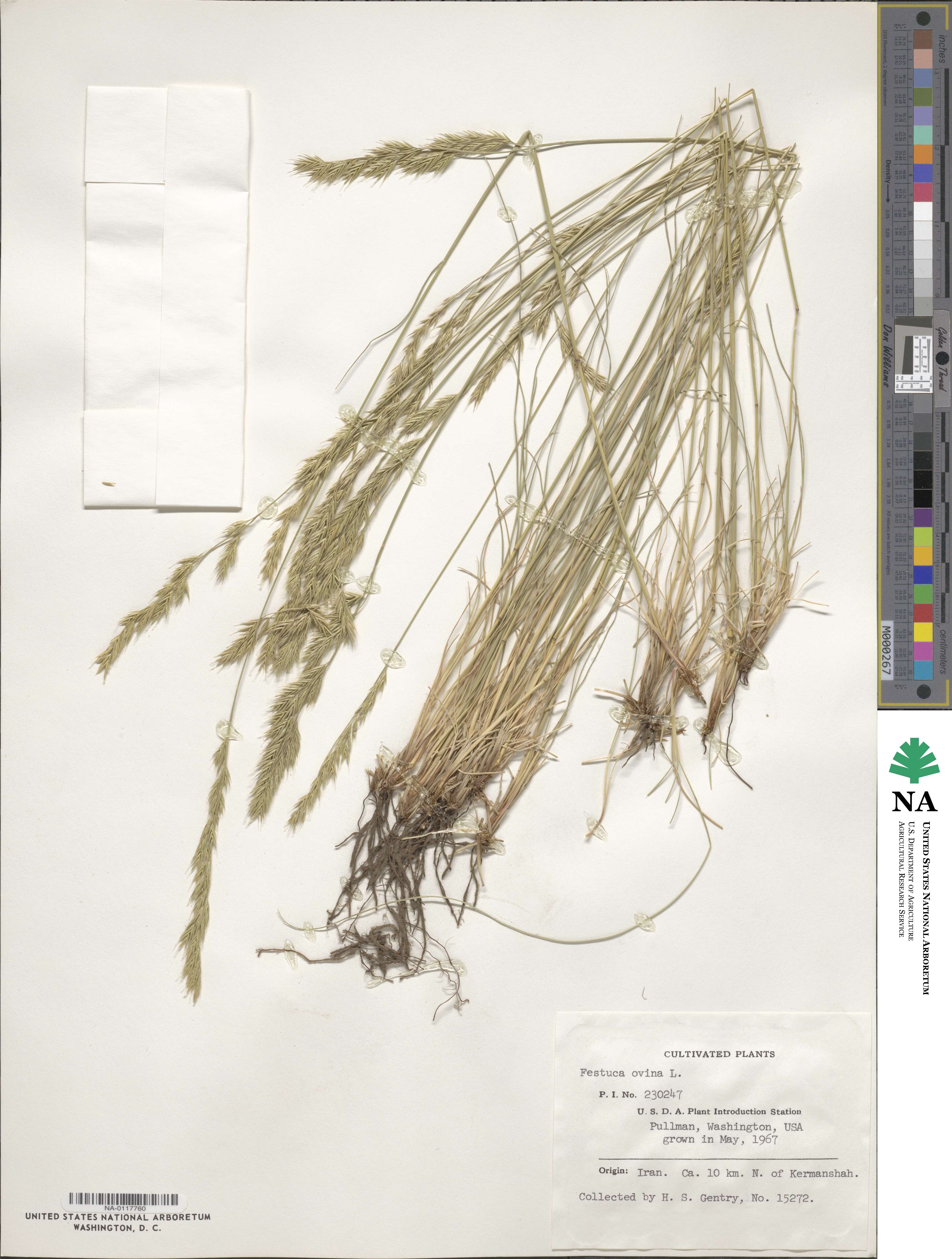 Festuca ovina image