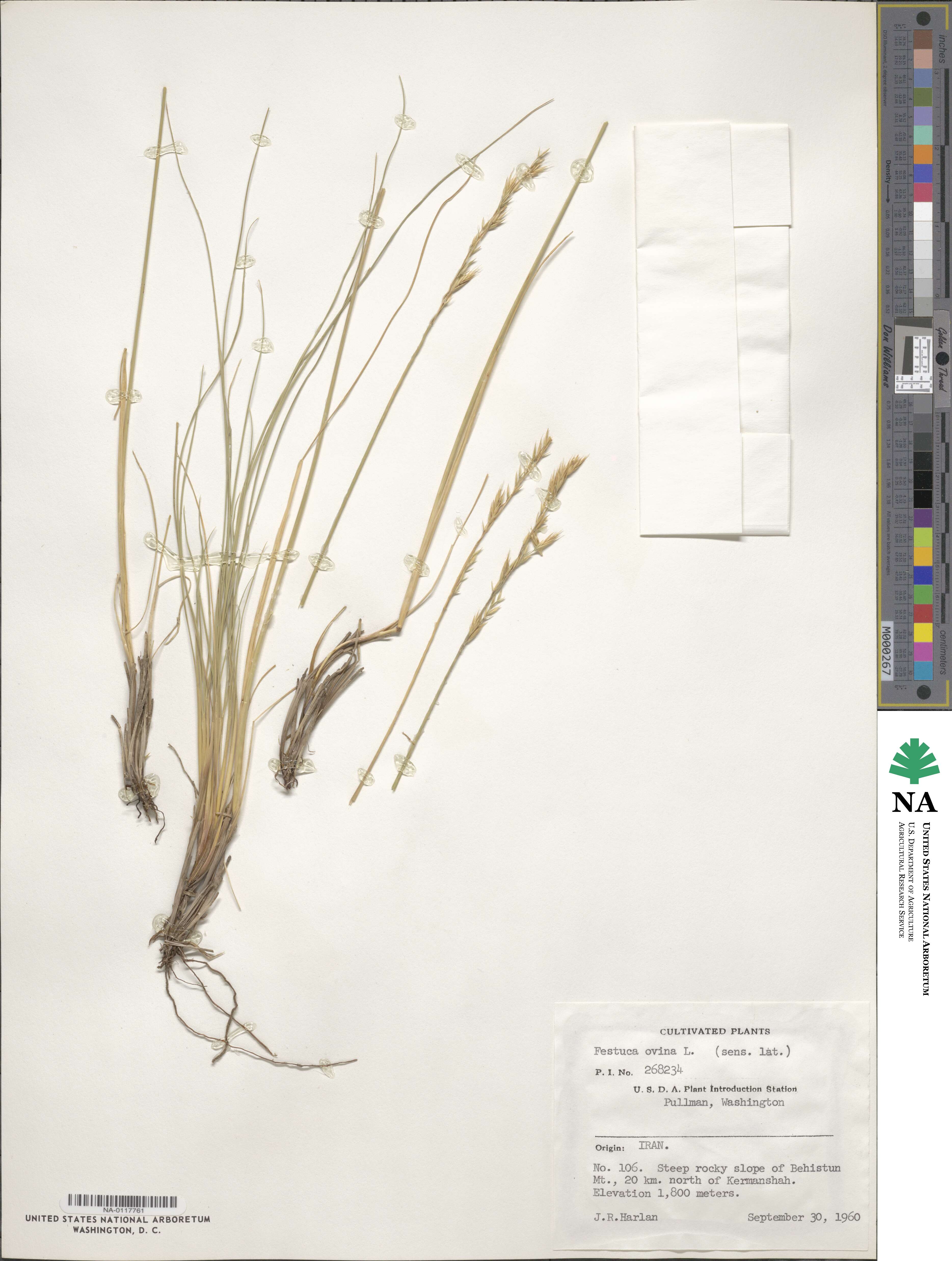 Festuca ovina image