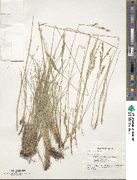 Festuca ovina image