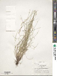 Festuca ovina image