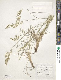 Festuca ovina image