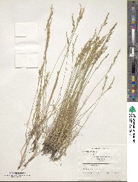 Festuca ovina image