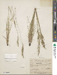 Festuca ovina image