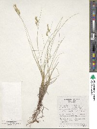 Festuca glauca image