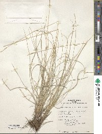 Festuca glauca image