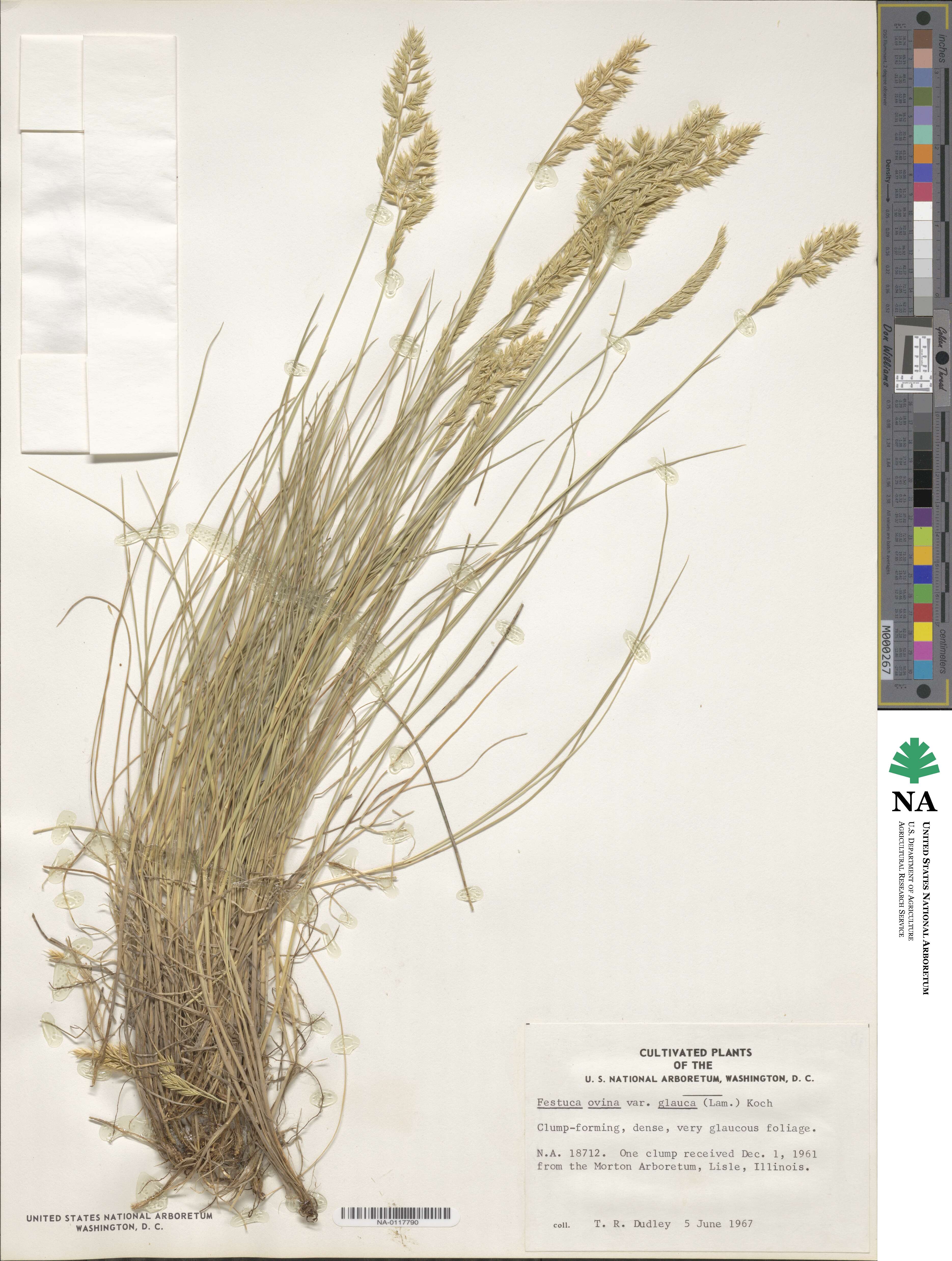 Festuca glauca image