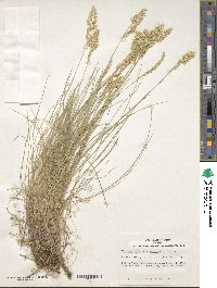 Festuca glauca image