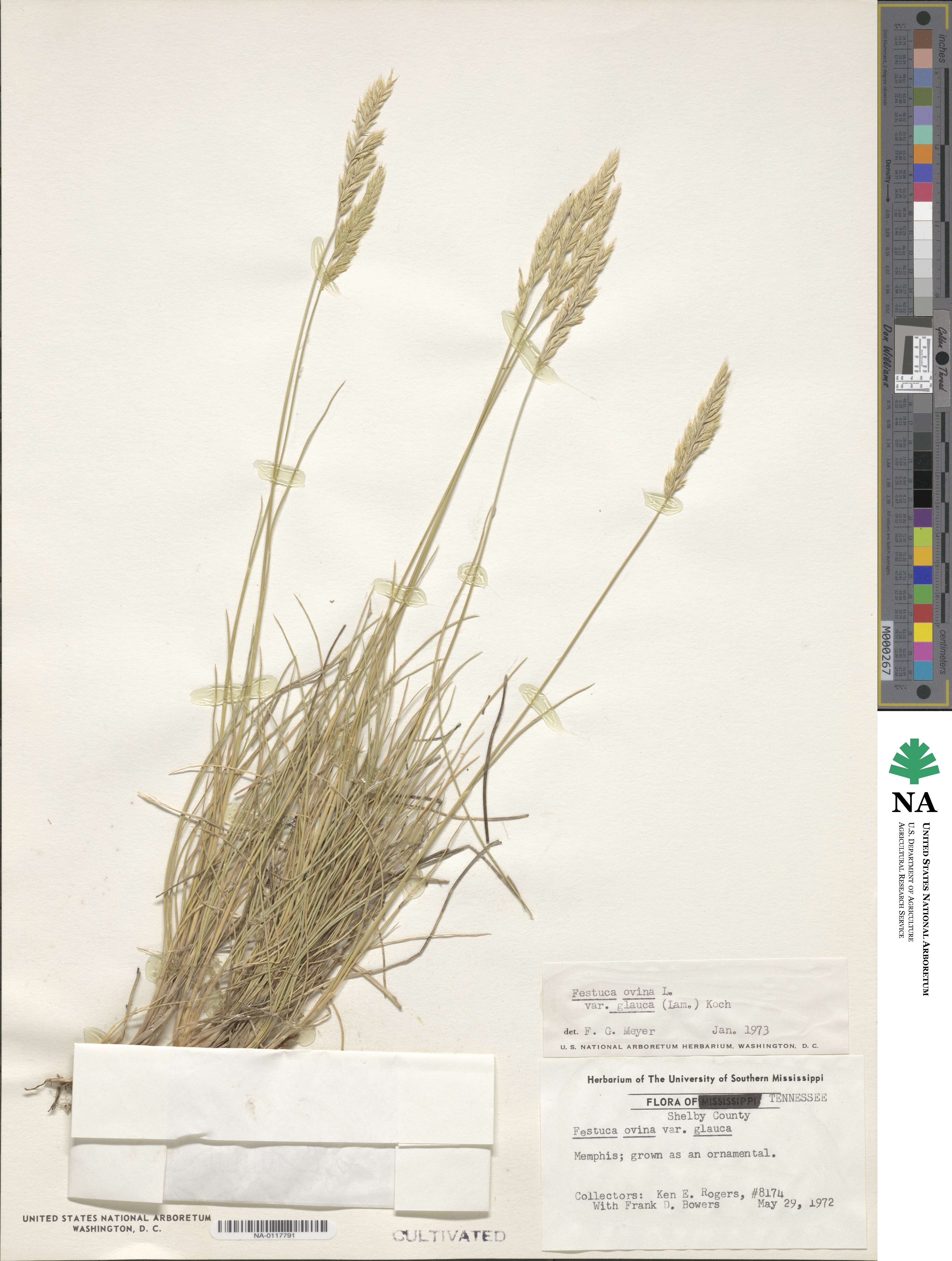 Festuca glauca image