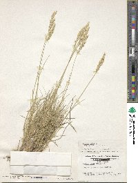 Festuca glauca image