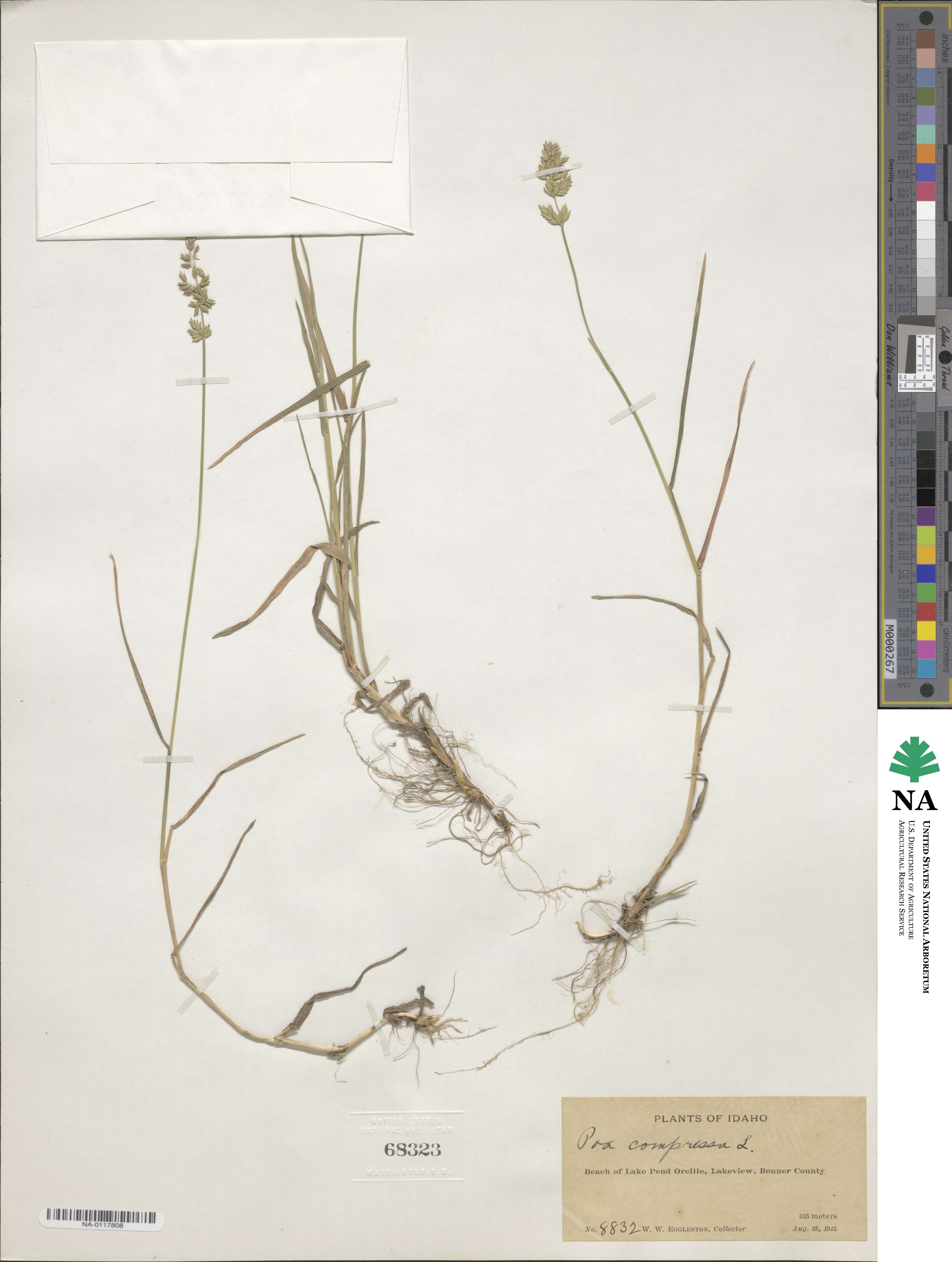 Poa compressa image