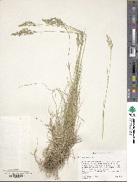 Poa compressa image