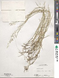 Poa compressa image