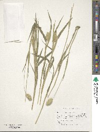 Phalaris canariensis image