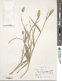 Phalaris minor image