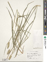 Phalaris brachystachys image