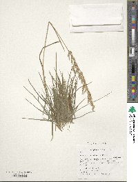 Poa pratensis image